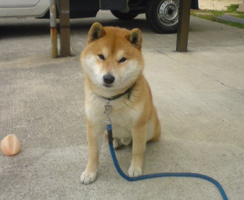 和歌山市で迷子の柴犬