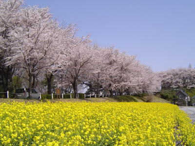 桜の頃